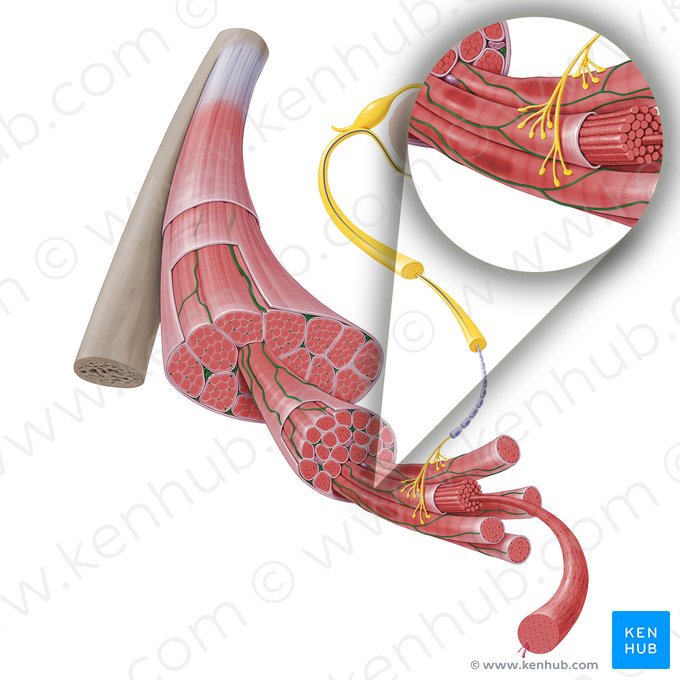 Vasos sanguíneos do músculo esquelético (Vasa sanguinea textus muscularis skeletalis); Imagem: Paul Kim