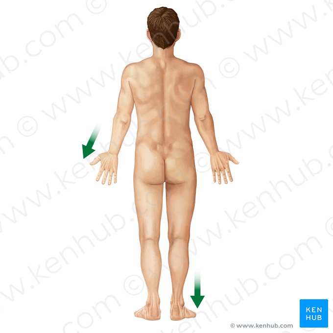 Distal (Distalis); Imagen: Irina Münstermann