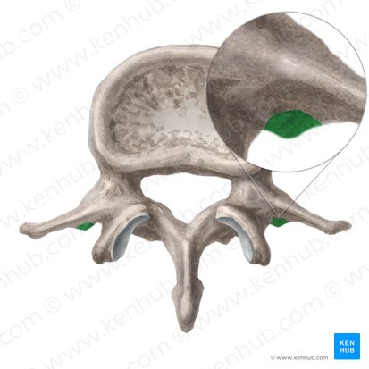 Accessory process of lumbar vertebra (Processus accessorius vertebrae lumbalis); Image: Liene Znotina