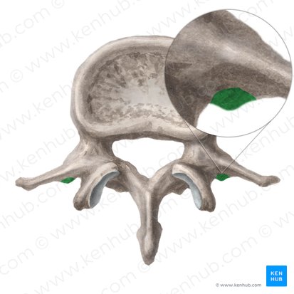 Accessory process of lumbar vertebra (Processus accessorius vertebrae lumbalis); Image: Liene Znotina