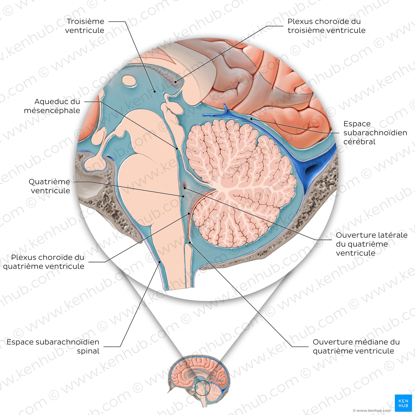 Pathway of cerebrospinal fluid circulation