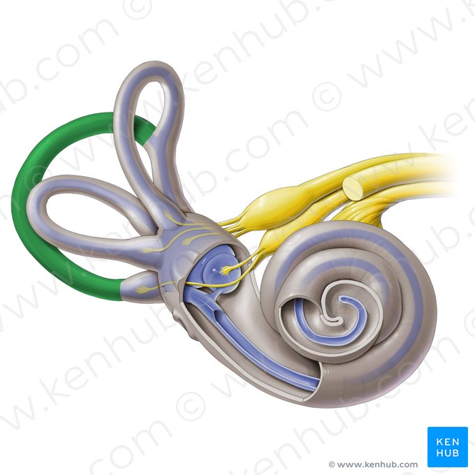 Canalis semicircularis posterior (Hinterer Bogengang des knöchernen Labyrinths); Bild: Paul Kim