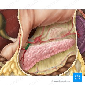 Gastroduodenal artery (Arteria gastroduodenalis); Image: Esther Gollan