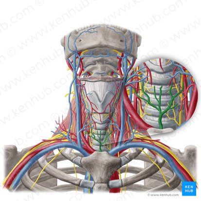 Vena thyroidea inferior (Untere Schilddrüsenvene); Bild: Yousun Koh