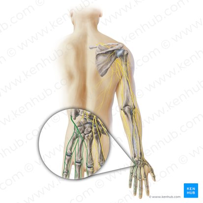 Digital branches of ulnar nerve (Rami digitales nervi ulnaris); Image: Paul Kim