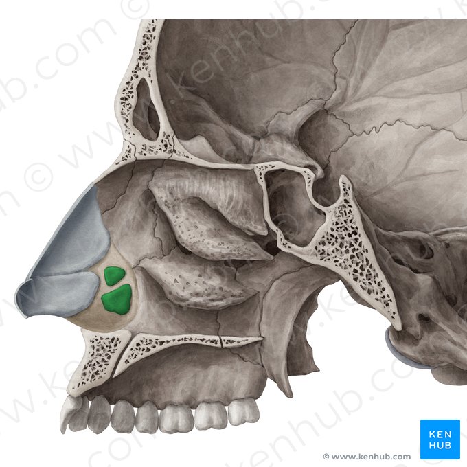 Cartilagem alar menor (Cartilagines alares minores); Imagem: Yousun Koh