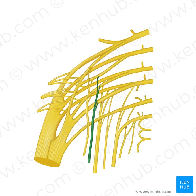 Nervus musculi obturatorii internii (Nerv zum inneren Hüftlochmuskel); Bild: Begoña Rodriguez