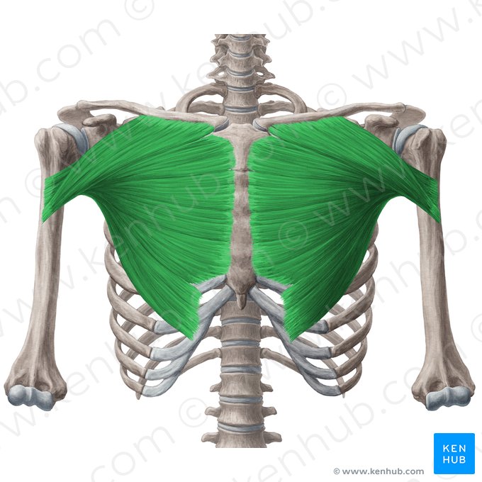 Músculo pectoral mayor (Musculus pectoralis major); Imagen: Yousun Koh