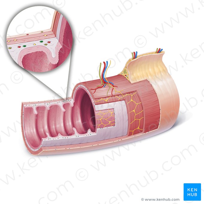 Veia da submucosa (Vena submucosae); Imagem: Paul Kim