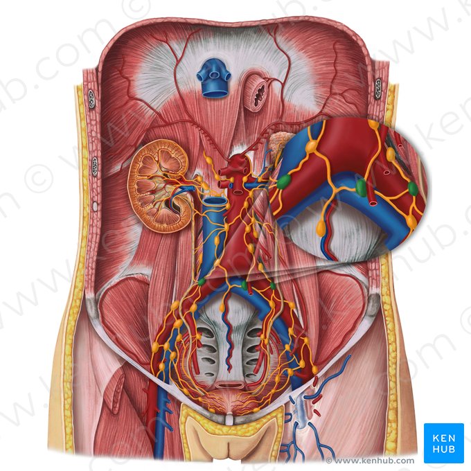 Common iliac lymph nodes (Nodi lymphoidei iliaci communes); Image: Irina Münstermann