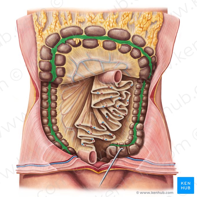 Tênias do cólon (Taeniae coli); Imagem: Irina Münstermann