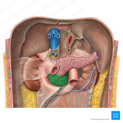 Cabeza del páncreas (Caput pancreatis); Imagen: Irina Münstermann