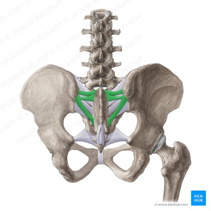 joint: Anatomy, function | Kenhub