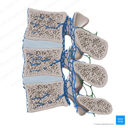 Posterior external vertebral venous plexus (Plexus venosus vertebralis externus posterior); Image: Paul Kim