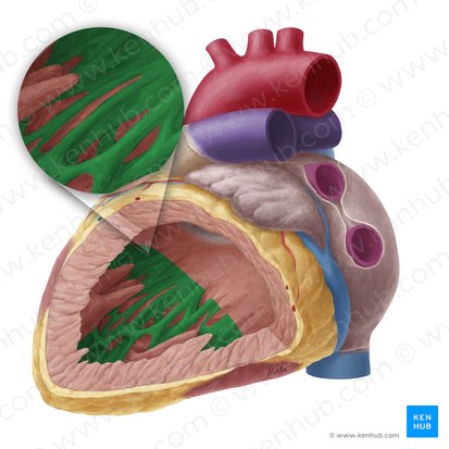 Trabeculae carneae of left ventricle (Trabeculae carneae ventriculi sinistri); Image: Yousun Koh