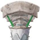 Stylohyoid muscle