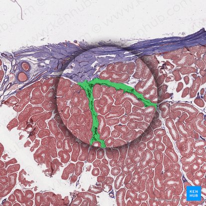 Tabique de tejido conectivo (Septum textus connectivi); Imagen: 