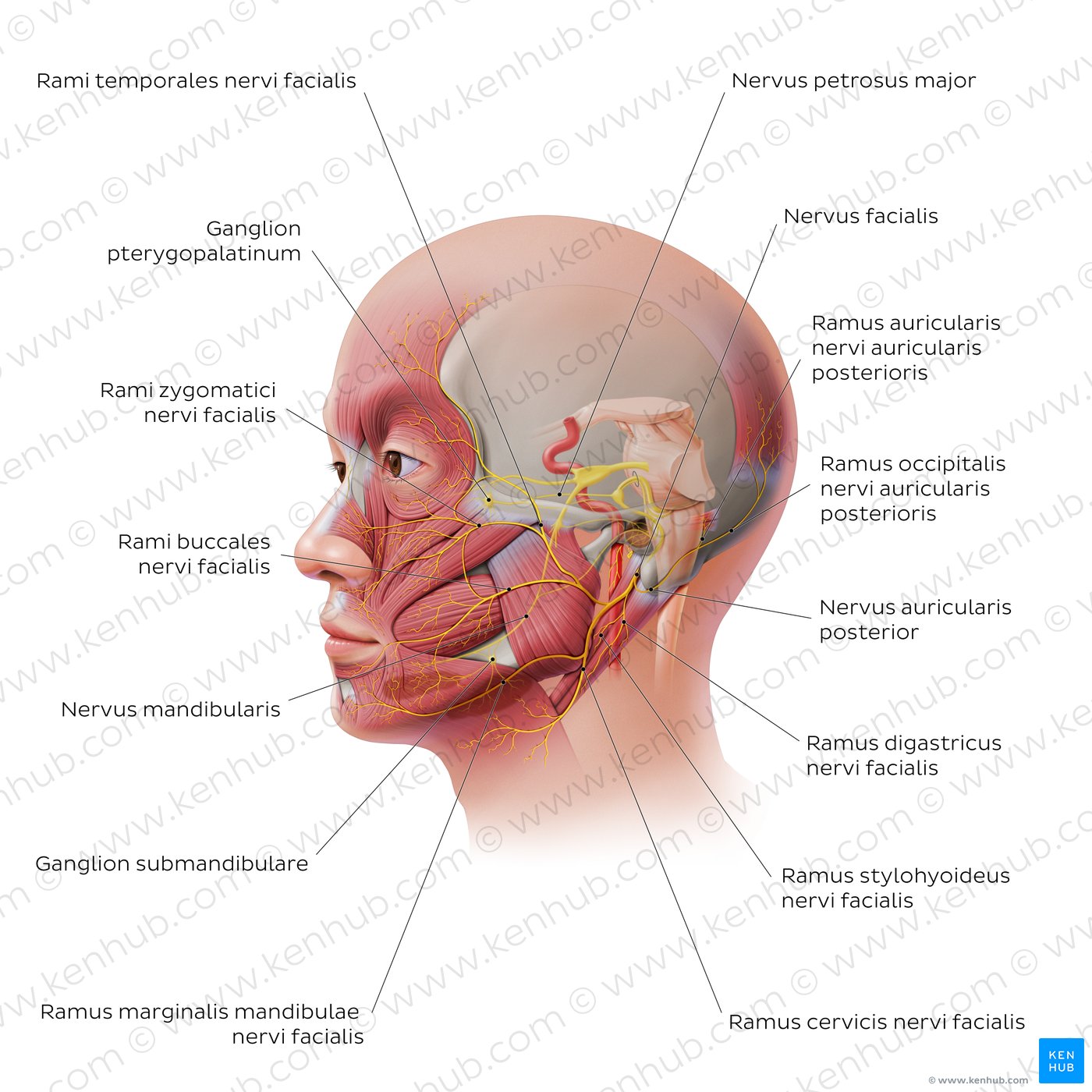 Verlauf und Äste des N. facialis