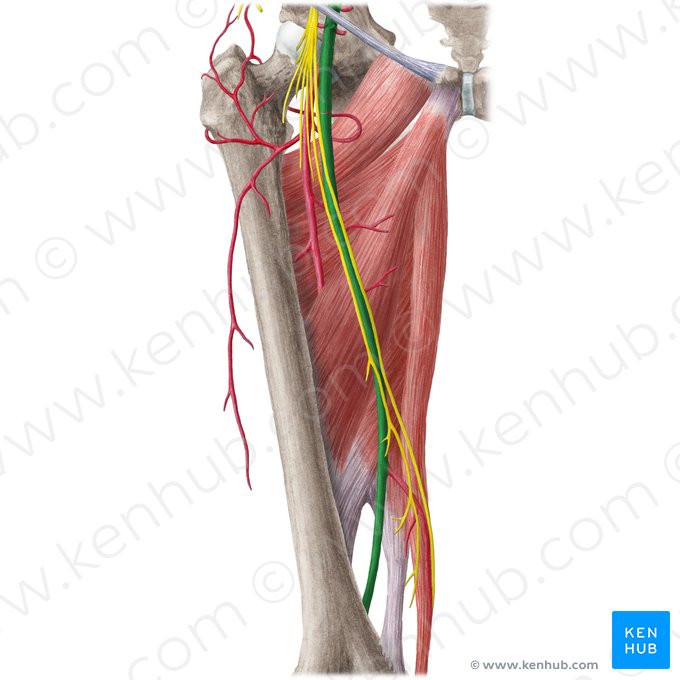 Arteria femoral (Arteria femoralis); Imagen: Liene Znotina