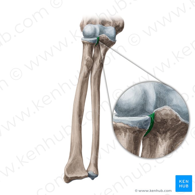 Incisura radialis ulnae (Speicheneinschnitt der Elle); Bild: Yousun Koh