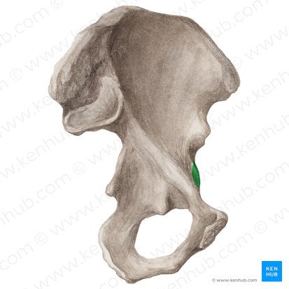 Eminencia iliopúbica del hueso coxal (Eminentia iliopubica ossis coxae); Imagen: Liene Znotina