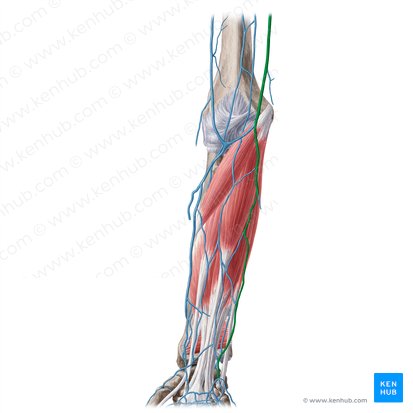 Basilic vein (Vena basilica); Image: Yousun Koh