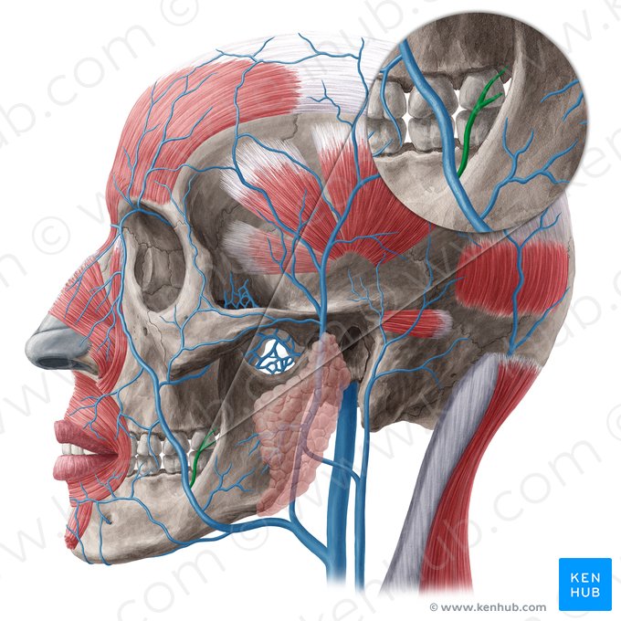 Vena bucal (Vena buccalis); Imagen: Yousun Koh