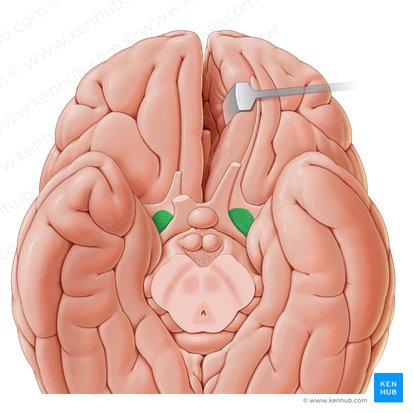 Anterior perforated substance (Substantia perforata anterior); Image: Paul Kim