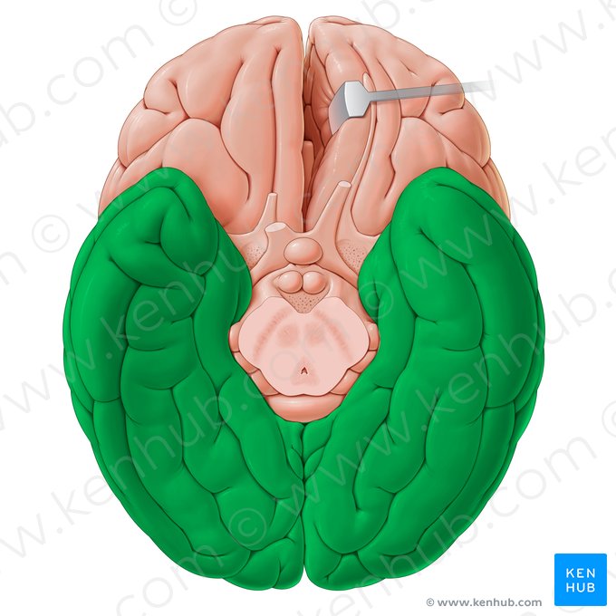 Pars posterior faciei inferior cerebri (Dorsaler Anteil der inferioren Oberfläche des Großhirns); Bild: Paul Kim