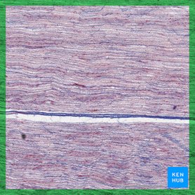 Types of tissue: Structure and function | Kenhub