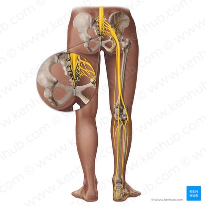 Coccygeal nerve (Nervus coccygeus); Image: Irina Münstermann