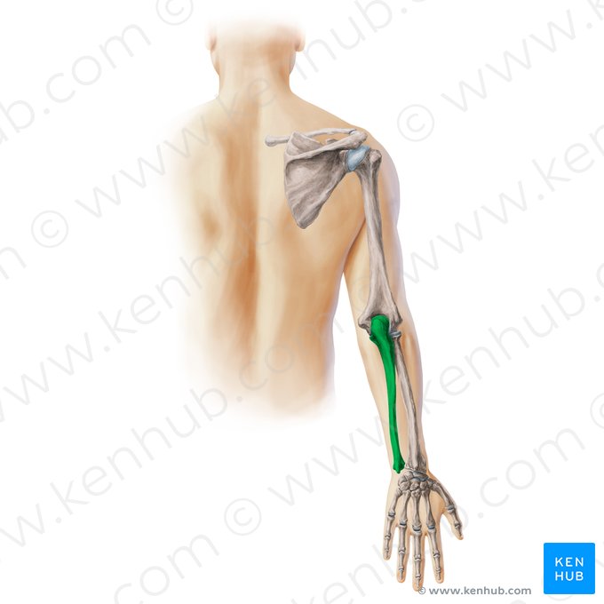 Ulna; Imagem: Paul Kim