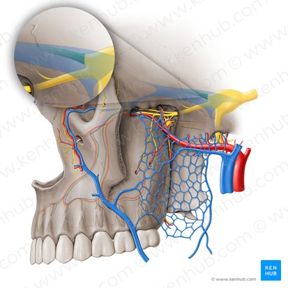 Nervus ophthalmicus (Augennerv); Bild: Paul Kim