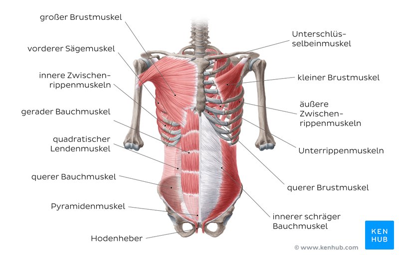 Vordere Bauchmuskulatur Anatomie Funktion Hernien Kenhub 