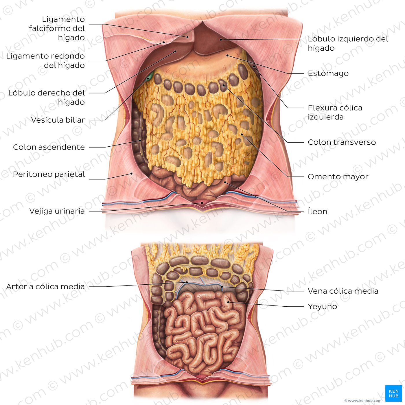 Anatomía del omento mayor