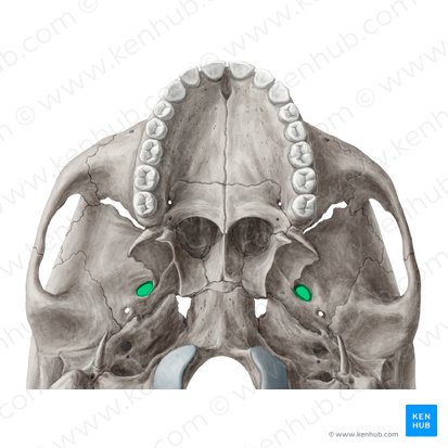 Foramen ovale; Image: Yousun Koh