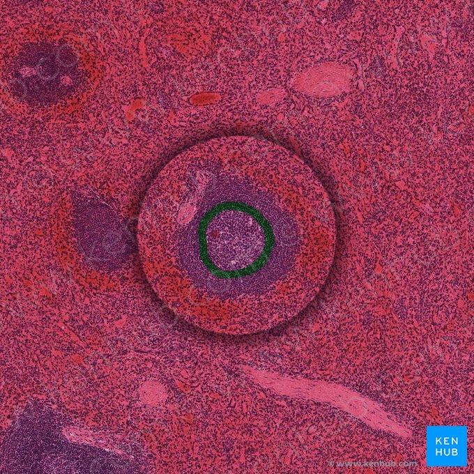 Mantle zone of splenic lymphoid nodule (Zona marginalis noduli lymphoidei splenici); Image: 