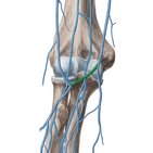 Median cubital vein