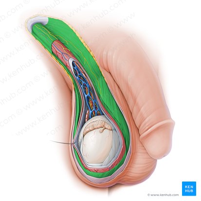External spermatic fascia (Fascia spermatica externa); Image: Paul Kim