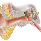 Auditory ossicles