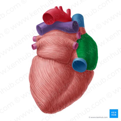 Right atrium of heart (Atrium dextrum cordis); Image: Yousun Koh