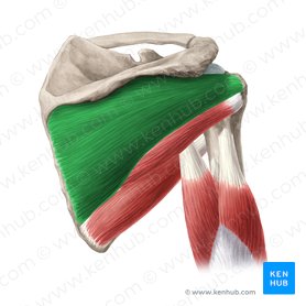 Músculo infraespinoso (Musculus infraspinatus); Imagen: Yousun Koh