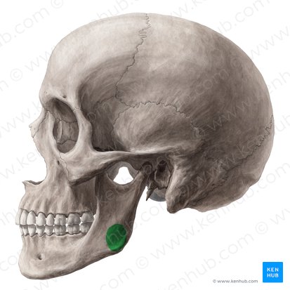 Tuberosidad maseterina de la mandibula (Tuberositas masseterica mandibulae); Imagen: Yousun Koh