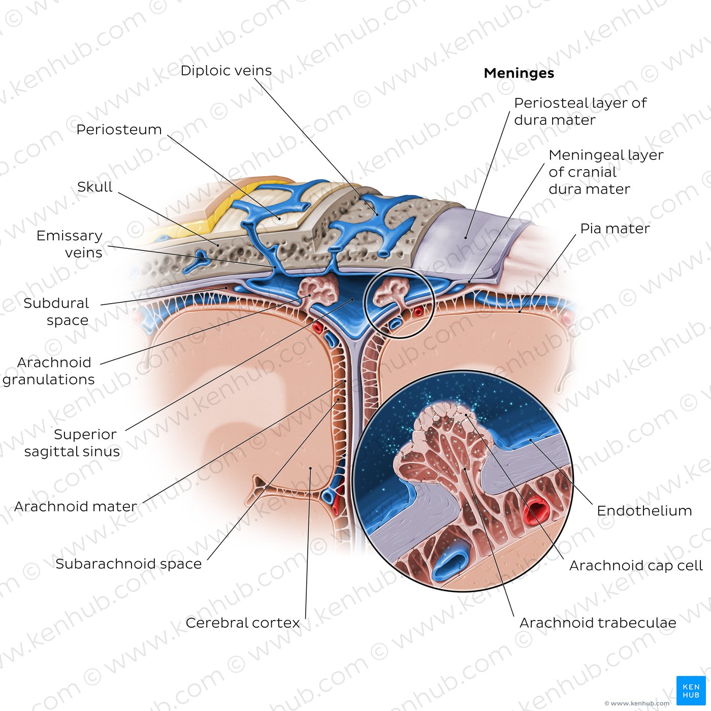 Arachnoid granulations and superior sagittal sinus