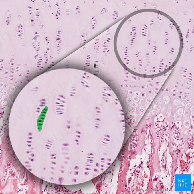 Chondrocyte column (Columella chondrocytorum); Image: 