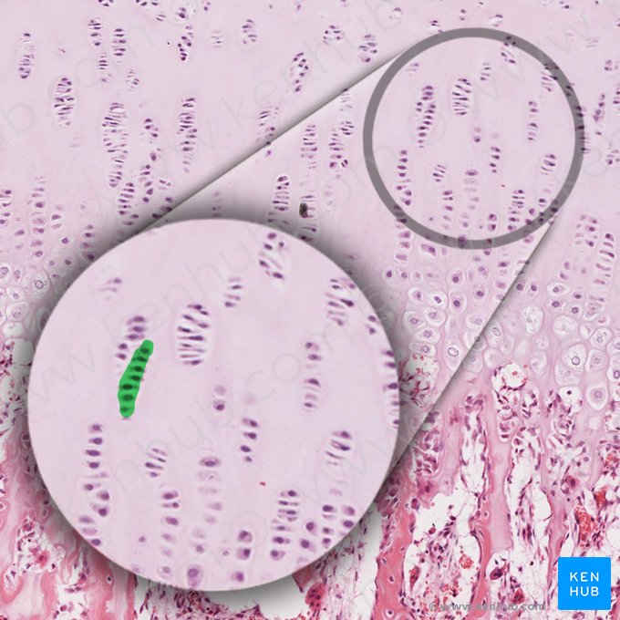 Columna de condrocitos (Columella chondrocytorum); Imagen: 