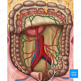 Marginal artery of colon (Arteria marginalis coli); Image: Irina Münstermann