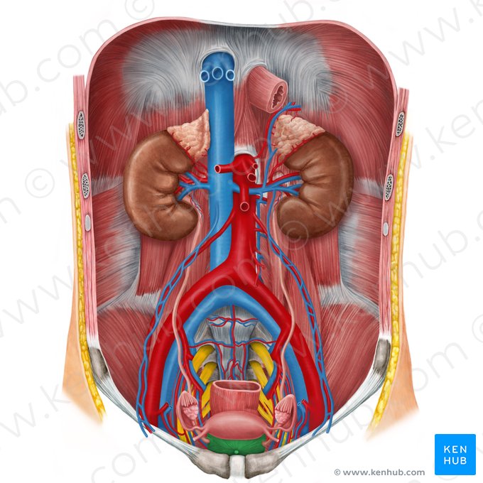 Urinary bladder (Vesica urinaria); Image: Irina Münstermann