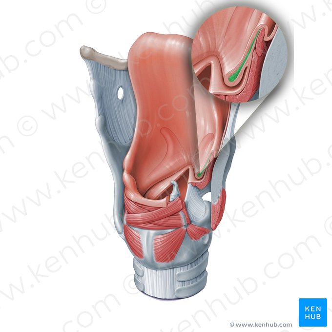 Quadrangular membrane (Membrana quadrangularis); Image: Paul Kim