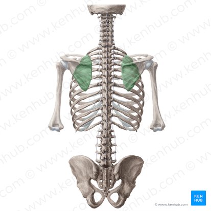 Scapulothoracic joint (Junctio scapulothoracica); Image: Yousun Koh